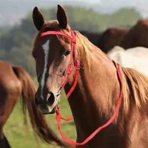 Adjustable Nylon Horse Bridle with Snaffle Noseband & Reins – Soft-Lined Equestrian Gear for Trail Riding (Unisex)